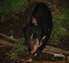 Tasman devil Conservation Park